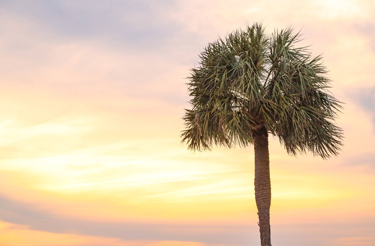 palmetto-tree-h